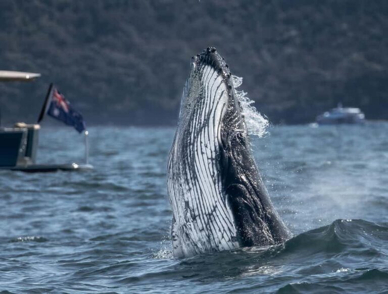 Sydney: Ocean Whale Watching Experience - The Experience on the Vessel