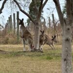 Sydney: Private Wine tour - Hunter Valley & Wollombi Valley - What Makes This Tour Stand Out?