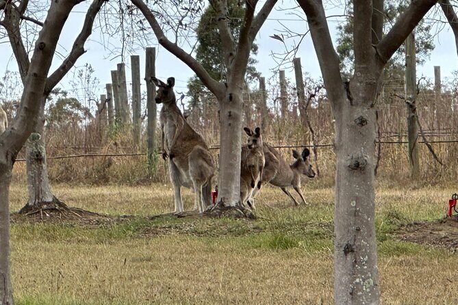 Sydney: Private Wine tour - Hunter Valley & Wollombi Valley - What Makes This Tour Stand Out?