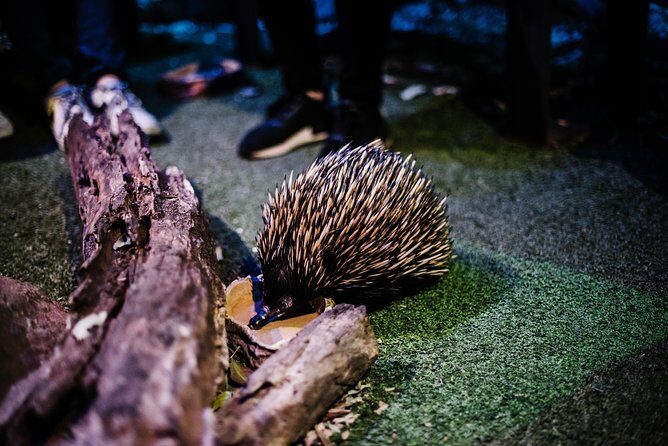 Sydney Taronga Zoo Wild Australia Experience - Who Should Book This Tour?