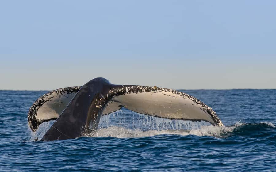 Sydney Whale Watching Cruise with Breakfast or Lunch - Why This Tour Stands Out