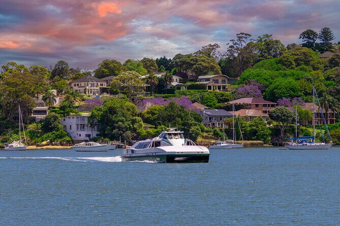 Sydney Wild Kangaroos and a Cruise: A Private Wildlife Adventure - Price and Value Analysis