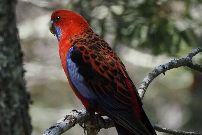 Sydney Wildlife Safari - Why This Tour Offers Great Value