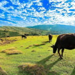 Taiwan TST : Private Tour Taipei, Yangmingshan, Beitou, Tamsui - Transportation and Timing