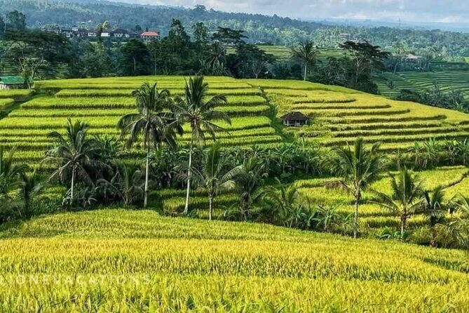 Tanah Lot, Jatiluwih Rice Terrace and Waterfall Day Tour - The Experience: Comfort, Flexibility, and Authenticity