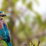 Tangalle/Hiriketiya/Mirissa/Galle: Ella Transfer & Yala Tour - The Transfer and Safari Experience in Detail