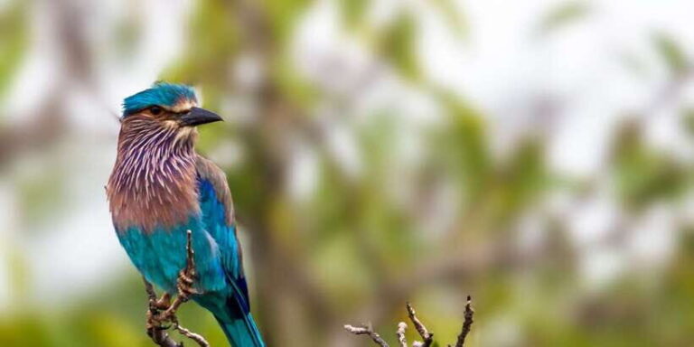 Tangalle/Hiriketiya/Mirissa/Galle: Ella Transfer & Yala Tour - The Transfer and Safari Experience in Detail