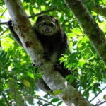 Tangkoko Bitung Manado Nature Tourism Park includes lunch. - Is This Tour Worth the Price?
