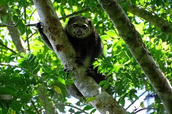 Tangkoko Bitung Manado Nature Tourism Park includes lunch. - Is This Tour Worth the Price?