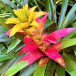 Taste of Barbados - Transportation and Guide Experience