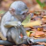 Taste of Barbados Full-Day Sightseeing tour - Who Will Love This Tour?