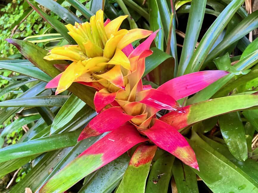 Taste of Barbados - Transportation and Guide Experience