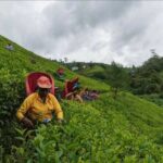 Tea Country Day Tour from Kandy - Nuwara Eliya - Who Is This Tour Best Suited For?