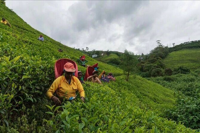 Tea Country Day Tour from Kandy - Nuwara Eliya - Who Is This Tour Best Suited For?