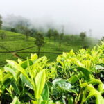 Tea Experience Tour in Haputale with Lunch at a Village house - The Village Lunch Experience