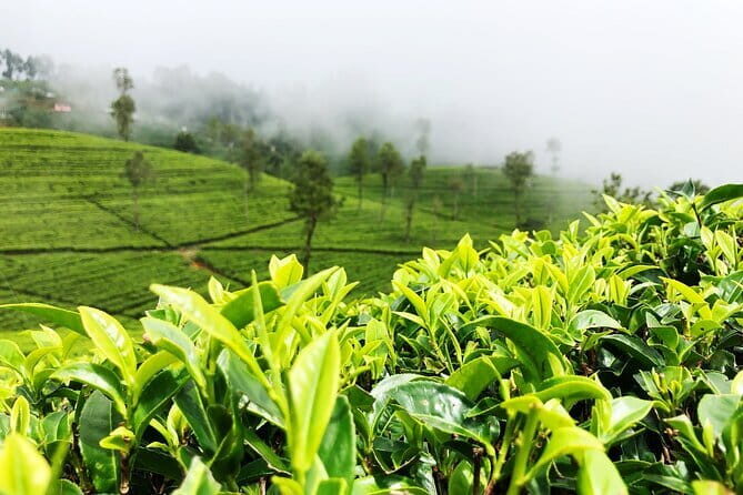 Tea Experience Tour in Haputale with Lunch at a Village house - The Village Lunch Experience