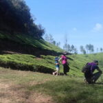 Tea planation walking In Munnar- (by Munnar Info) - Why This Tour Is Worth Considering