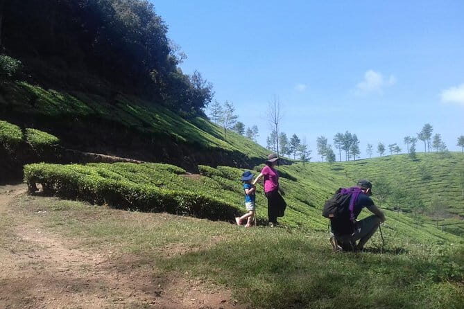 Tea planation walking In Munnar- (by Munnar Info) - Why This Tour Is Worth Considering