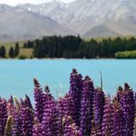 Tekapo Link Duo-Christchurch and Queenstown - Final Thoughts