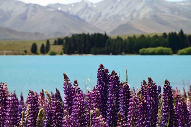 Tekapo Link Duo-Christchurch and Queenstown - Final Thoughts