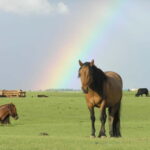 Terelj Day Tour with Lunch, horse riding & More... - Final Thoughts: Is This Tour Right for You?