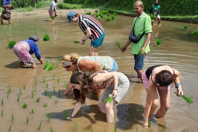 Tetebatu Countryside and Waterfall Day Tour - What’s Included and What’s Not?