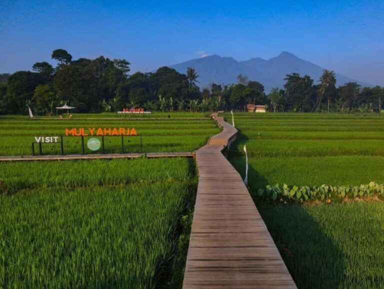 The Beautiful Garden, Rice Terrace and Waterfall In Bogor - Exploring Mulyaharja Village and Its Rice Terraces