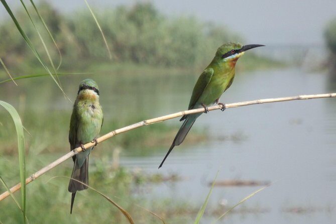 The birdwatchers quest:through the Swamp of Royal TreasureMuturajawela Wetlands - What to Expect from the Birdwatcher’s Quest