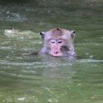 The Nature BKK: Boat to Mangrove & Train to Maeklong Market - Practical Tips & Insights