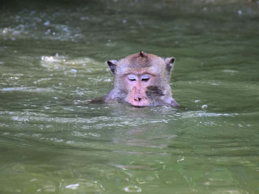 The Nature BKK: Boat to Mangrove & Train to Maeklong Market - Practical Tips & Insights  