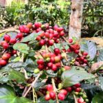 The scenery of the swamp is intertwined with the cultural life of Bali - Who Should Consider This Tour?