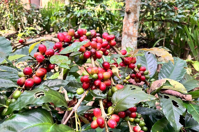 The scenery of the swamp is intertwined with the cultural life of Bali - Who Should Consider This Tour?