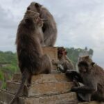 The Uluwatu Tour - Practical Details and Tips