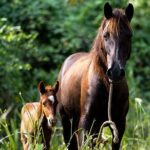 Thrilling farm adventure in Trelawny - Analyzing the Value