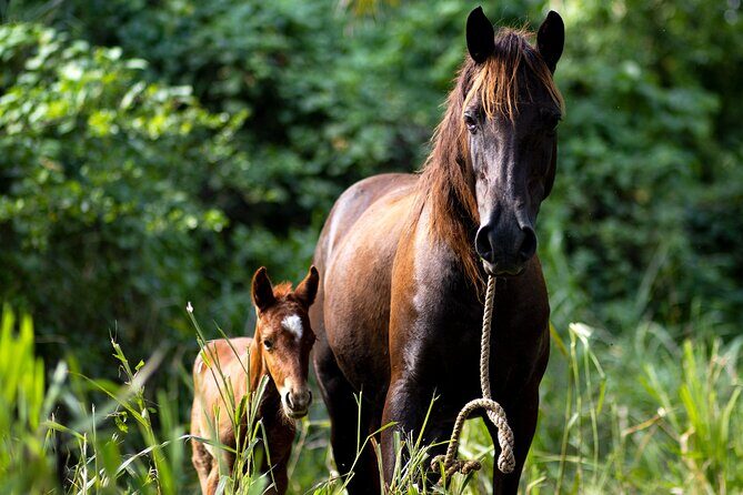 Thrilling farm adventure in Trelawny - Analyzing the Value
