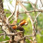 Tissamaharama - Evening Bird and Bat Watching Tuk-Tuk Tour - Why This Tour Stands Out