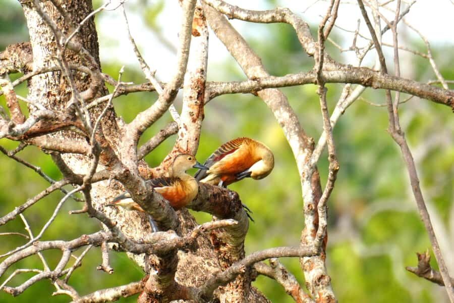 Tissamaharama - Evening Bird and Bat Watching Tuk-Tuk Tour - Why This Tour Stands Out