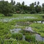 Tissamaharama: Sunset Boat Ride and Lake BBQ with Beer - Why This Tour Offers Great Value