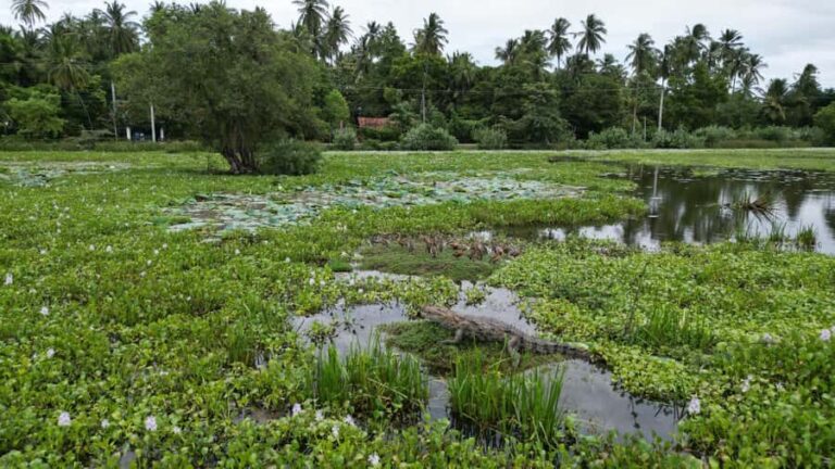 Tissamaharama: Sunset Boat Ride and Lake BBQ with Beer - Why This Tour Offers Great Value