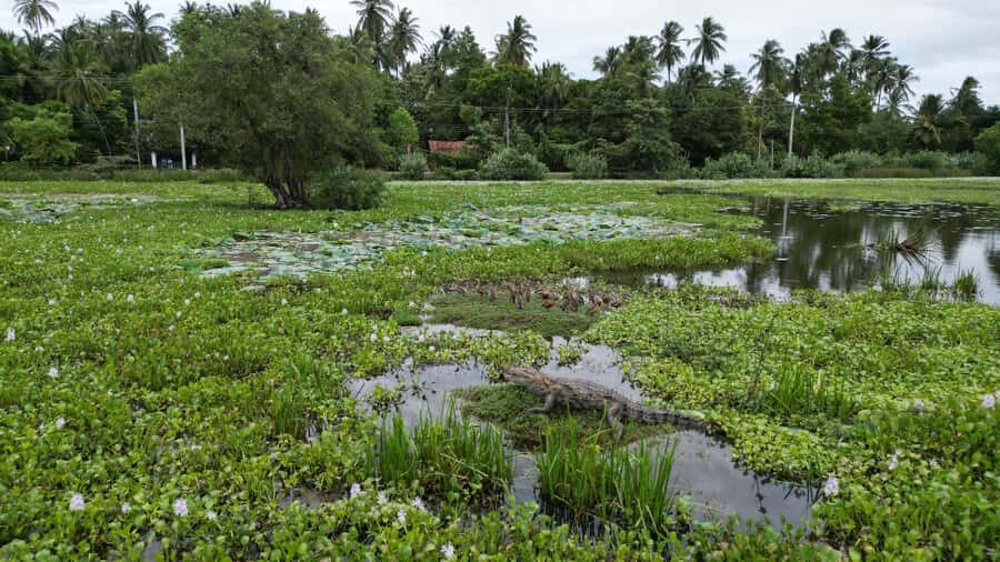 Tissamaharama: Sunset Boat Ride and Lake BBQ with Beer - Why This Tour Offers Great Value