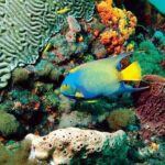 Tobago Buccoo Reef Glass Bottom Boat Cruise and Island Sightseeing Tour - Practical Details and What You Can Expect