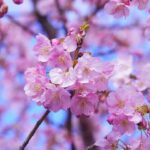 Tokyo: Cherry Blossom Full-Day Tour with Local Expert Guide - Who Is This Tour Best For?