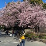 Tokyo Cherry Blossom Walking Tour - The Sum Up: Is It Worth It?