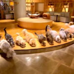 Tokyo: Gotokuji Cat Temple, Shinjuku Cat Cafe & 3D Cat Tour - What to Expect in Practice