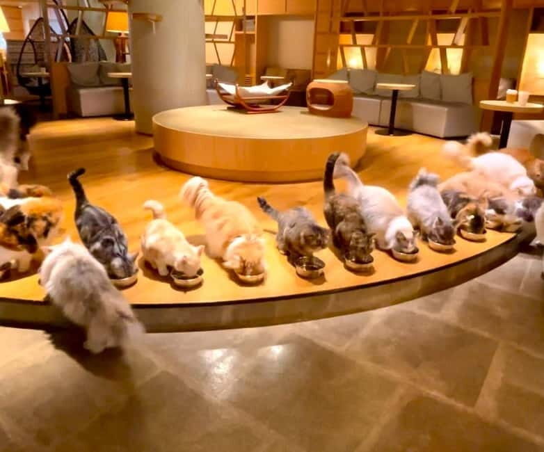 Tokyo: Gotokuji Cat Temple, Shinjuku Cat Cafe & 3D Cat Tour - What to Expect in Practice