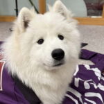 Tokyo Harajuku30-Minute Samoyed Interaction Experience - Is this experience worth it?