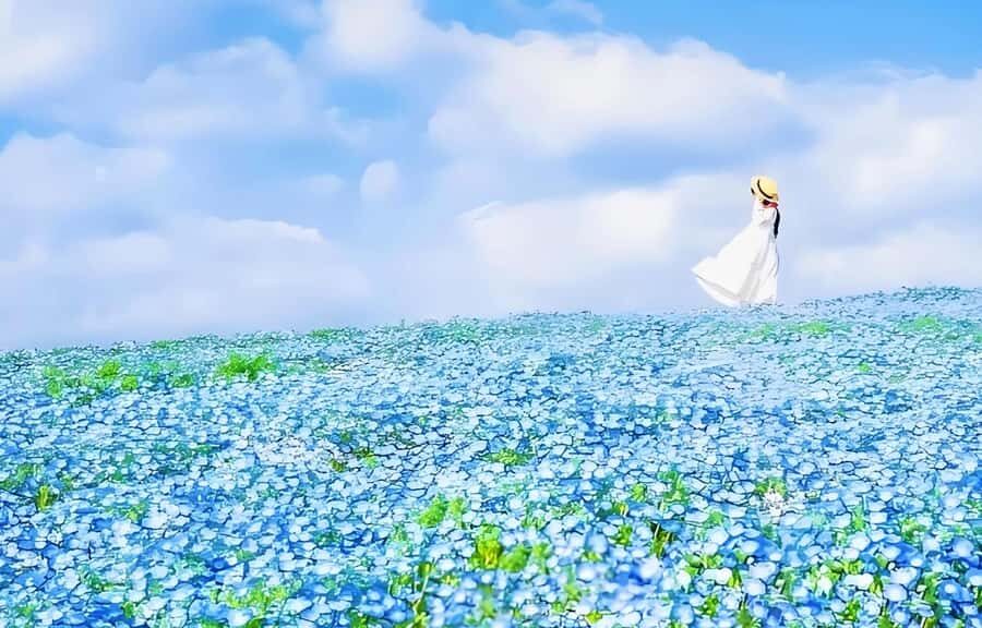 Tokyo & Ibaraki Tour: Hitachi Seaside Park & Adachi Wisteria - Who This Tour is Perfect For