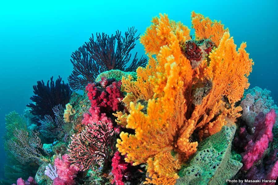 Tokyo: Izu Peninsula Fun Diving and Sightseeing Tour - Exploring Izu’s Landmarks and Towns