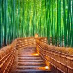 Tokyo: Kamakura Full Day Private Customizable Tour - Kamakura’s Highlights: Temples, The Great Buddha, and Bamboo Forests