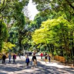 Tokyo: Meiji Shrine Walking Tour with Local Japanese Guide - Exploring the Sacred Forest